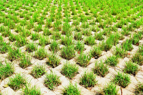 TRỒNG CỎ GẠCH LỖ KHU CÔNG NGHIỆP LONG AN