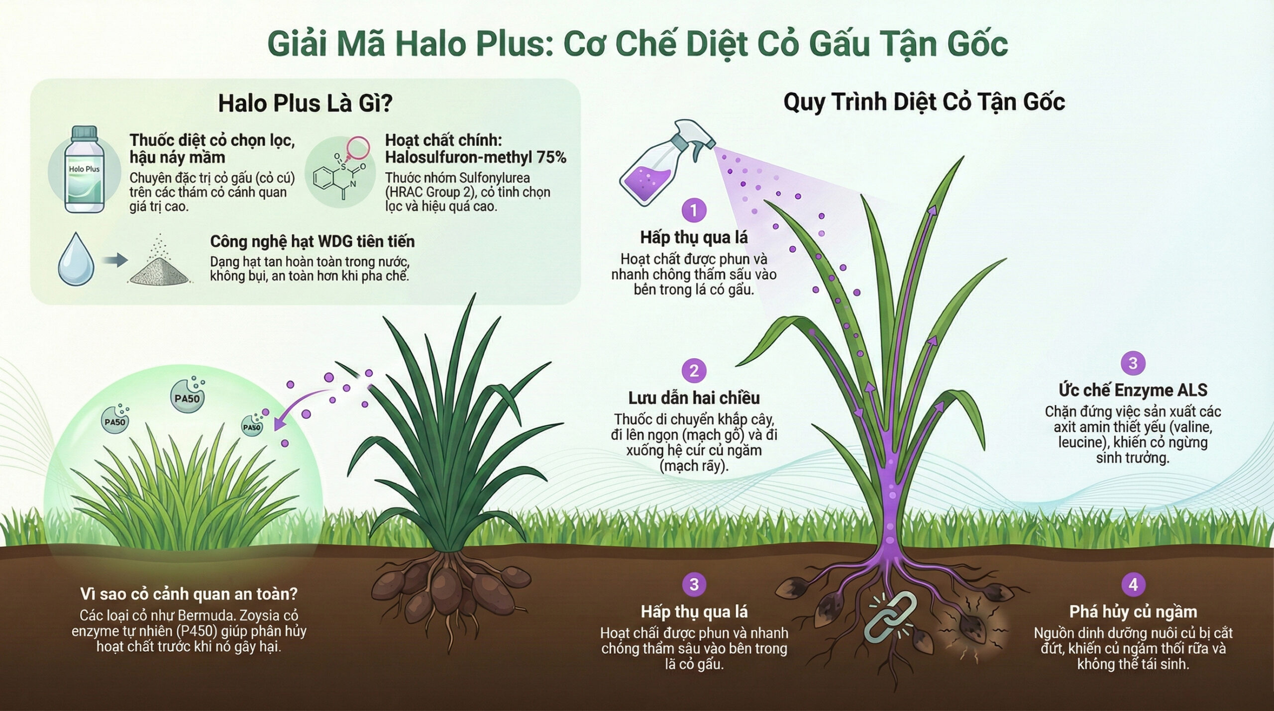 Halo Plus có ảnh hưởng đến cỏ cảnh quan không -Cơ chế diệt cỏ gấu tận gốc của thuốc Halo Plus