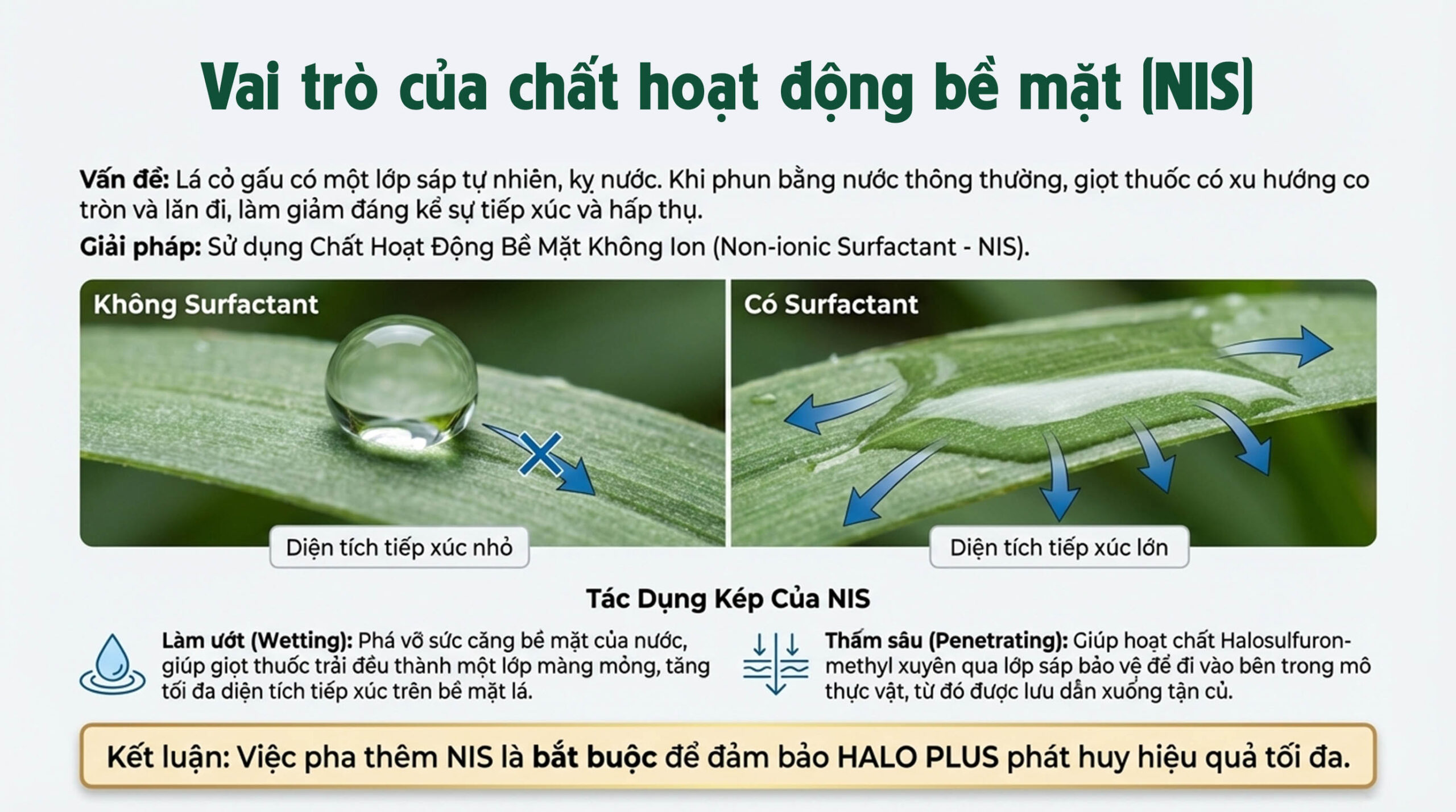 HALO PLUS có an toàn cho người sử dụng - Chất hoạt động bề mặt HALO PLUS có an toàn cho người sử dụng - Chất hoạt động bề mặt