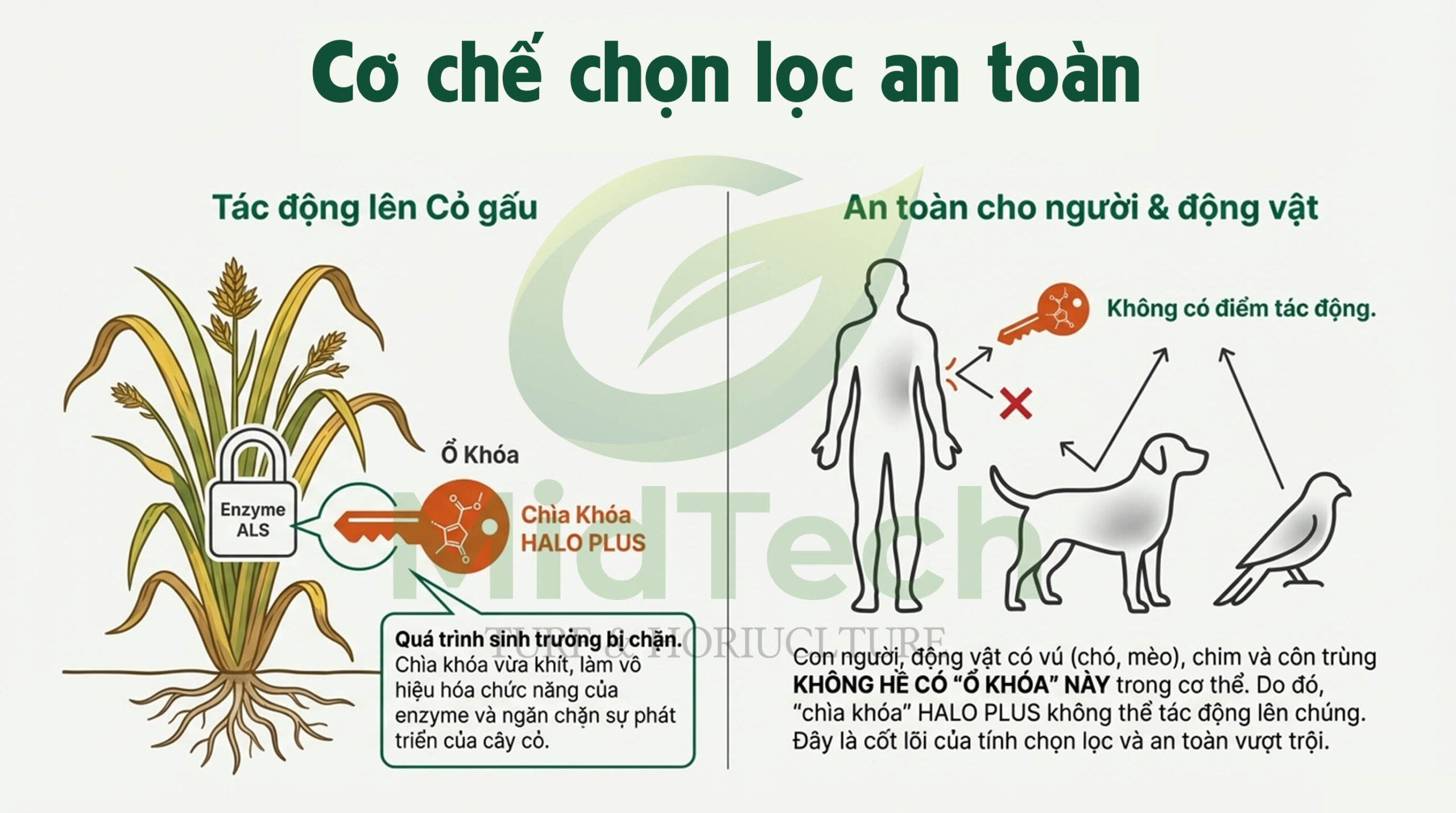 HALO PLUS có an toàn cho người sử dụng - Cơ chế chọn lọc an toàn