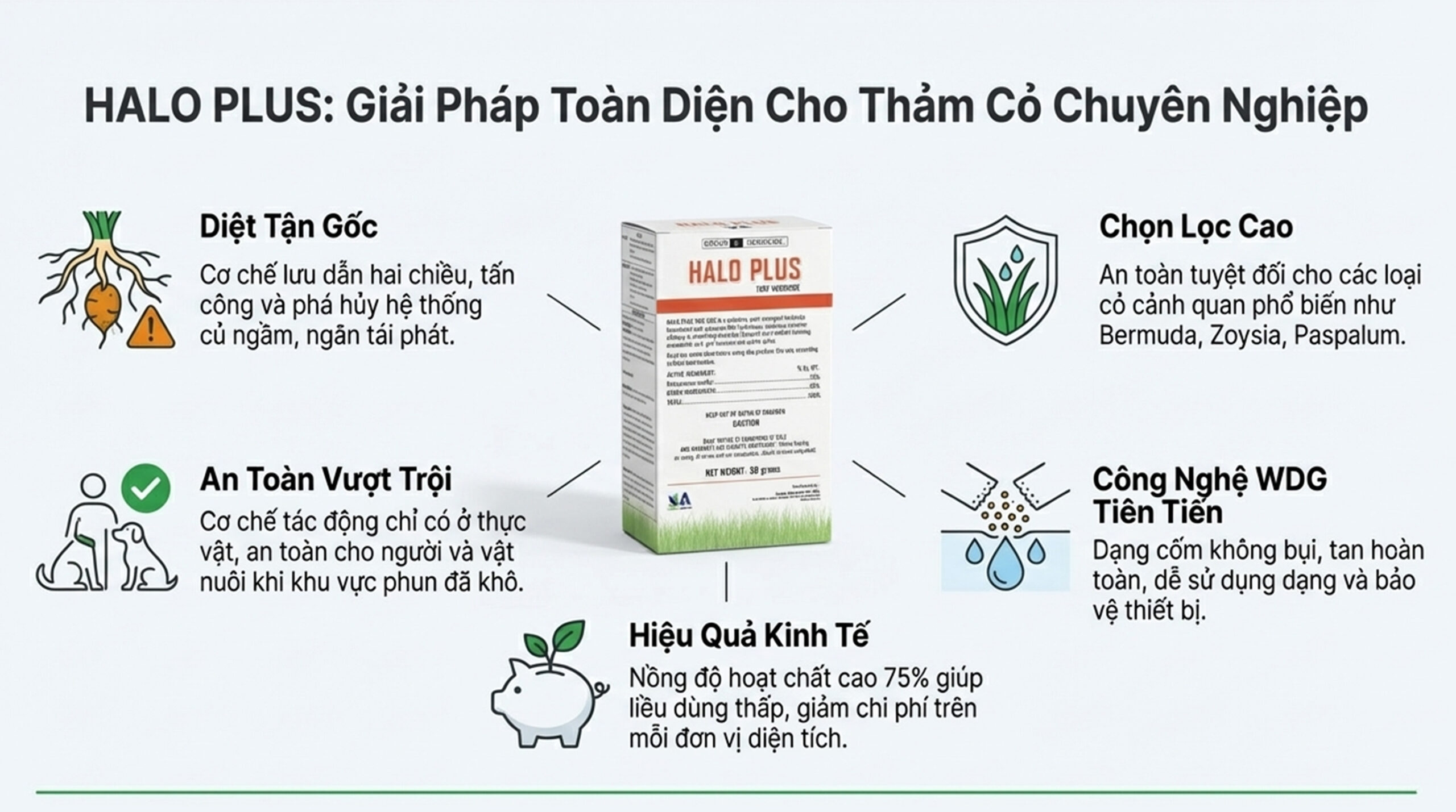 HALO PLUS có diệt được cỏ gấu tận gốc không - 2 HALO PLUS có diệt được cỏ gấu tận gốc không - 2