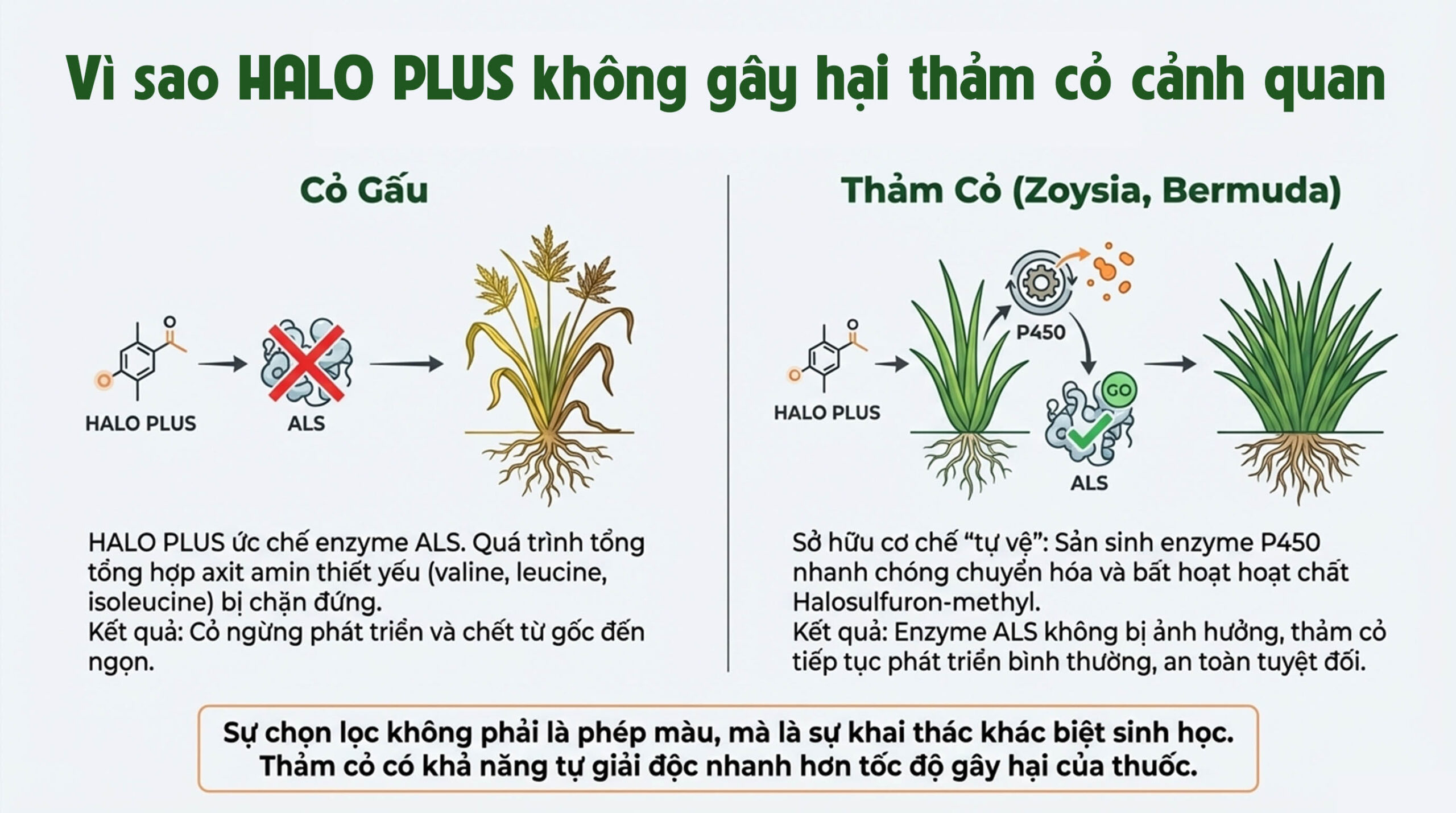 thuốc diệt cỏ gấu tận gốc- An toàn cỏ cảnh quan 2