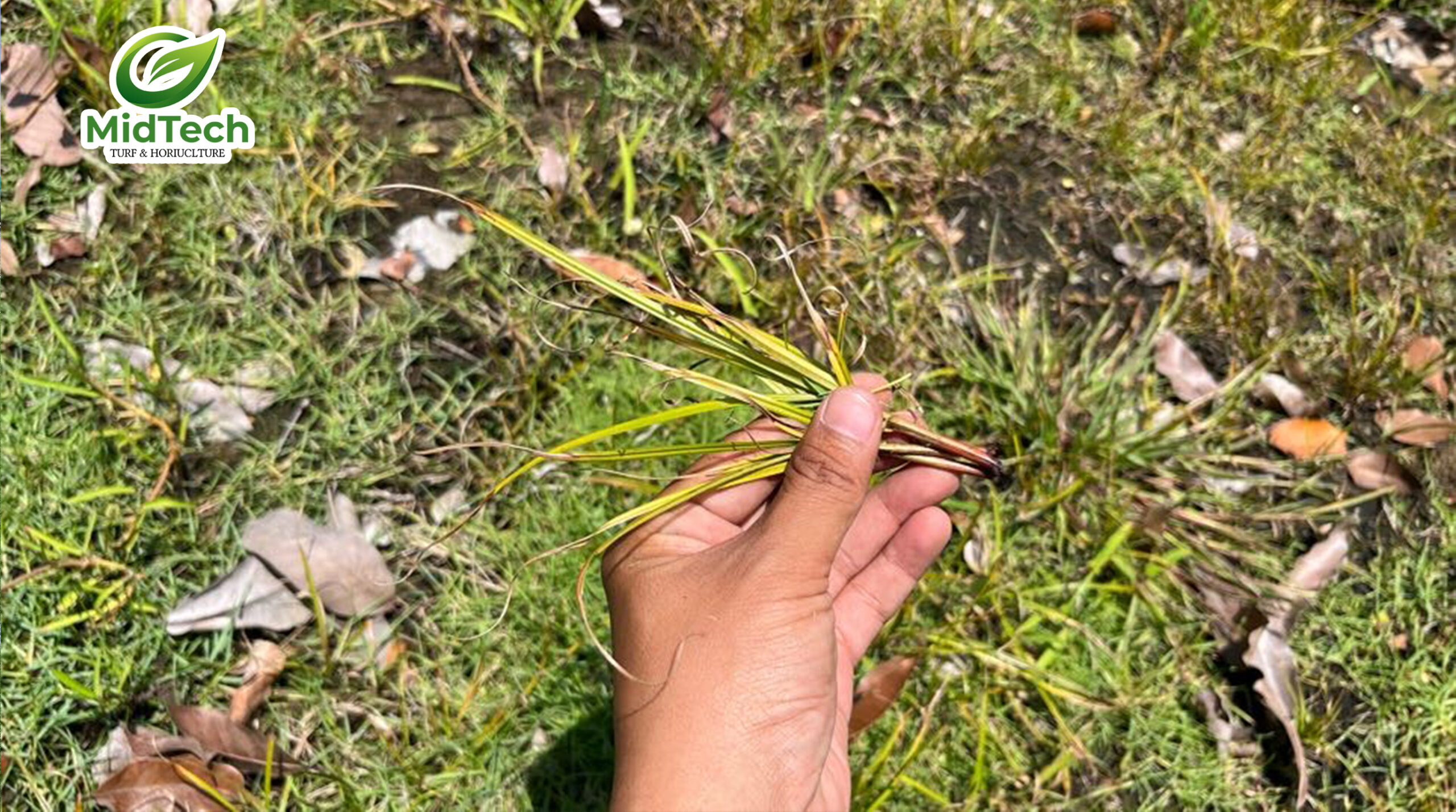 HALO PLUS có diệt được cỏ gấu tận gốc không - Các yếu tố ảnh hưởng