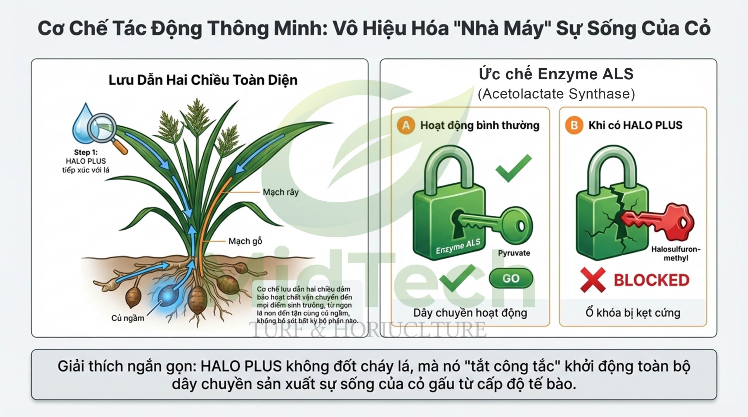 thuốc diệt cỏ gấu tận gốc - Cơ chế tác động