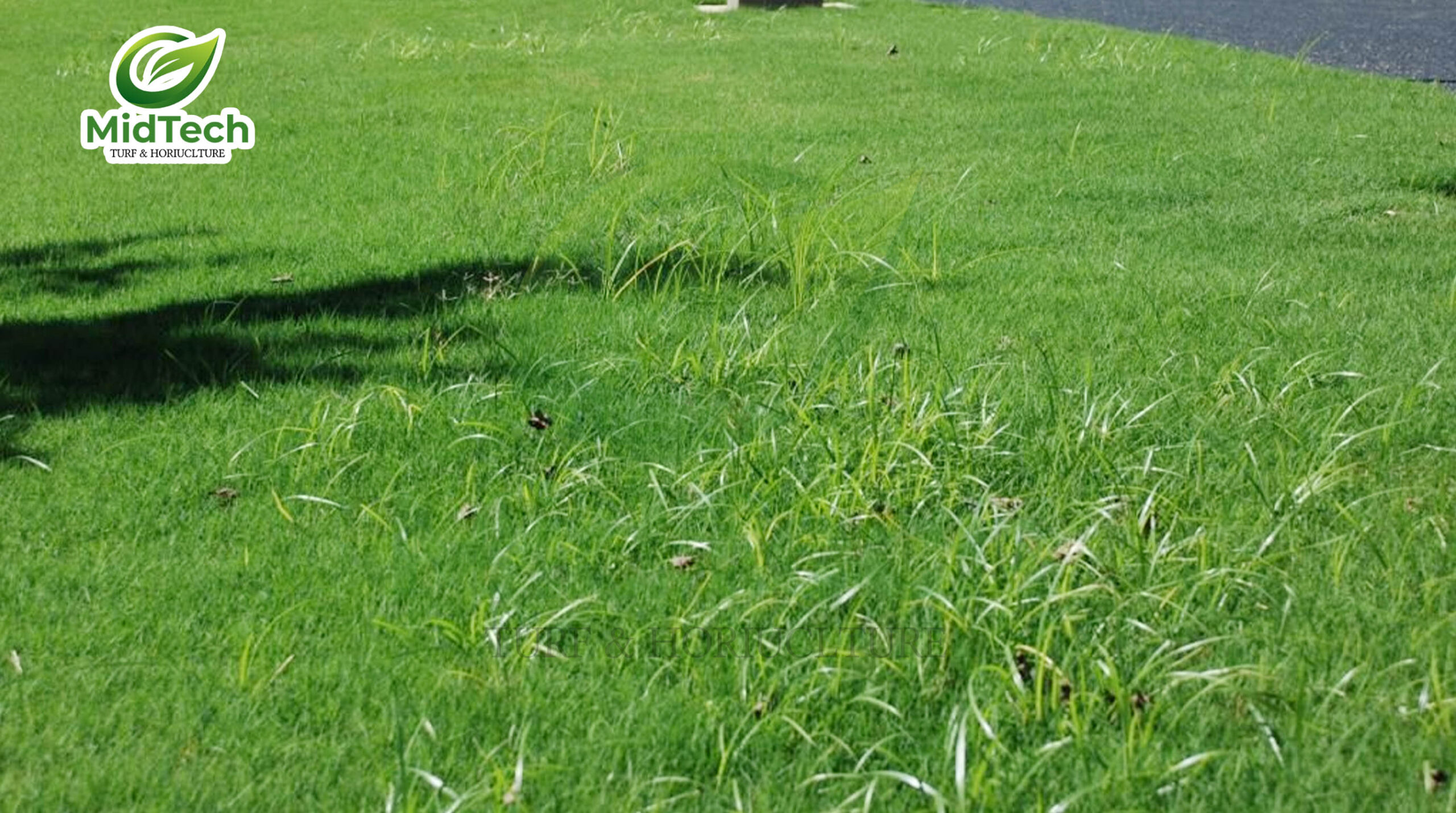 Thuốc diệt cỏ gấu tận gốc - Cỏ gấu 6