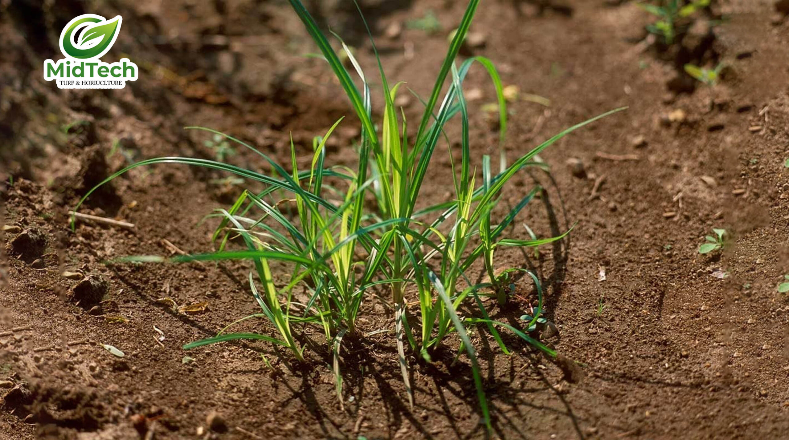 HALO PLUS có diệt được cỏ gấu tận gốc không - Cỏ gấu 7 HALO PLUS có diệt được cỏ gấu tận gốc không - Cỏ gấu 7