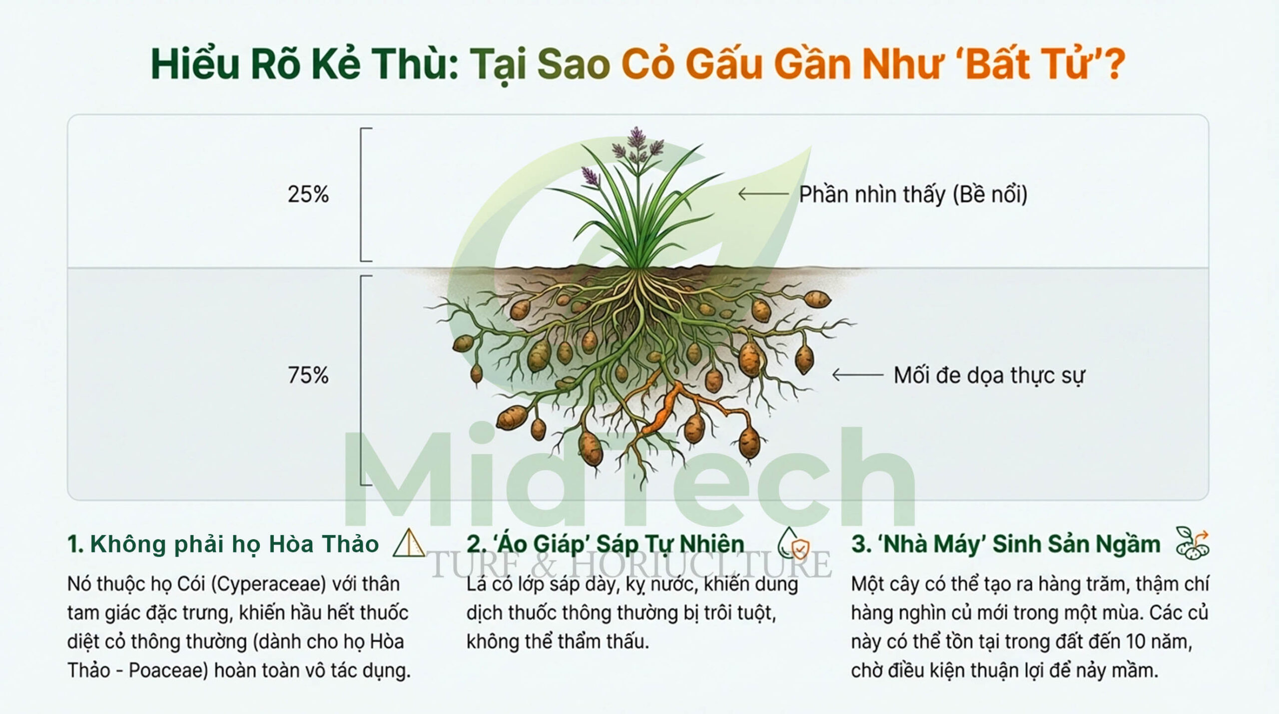 Thuốc diệt cỏ gấu tận gốc Halo Plus - Cỏ gấu
