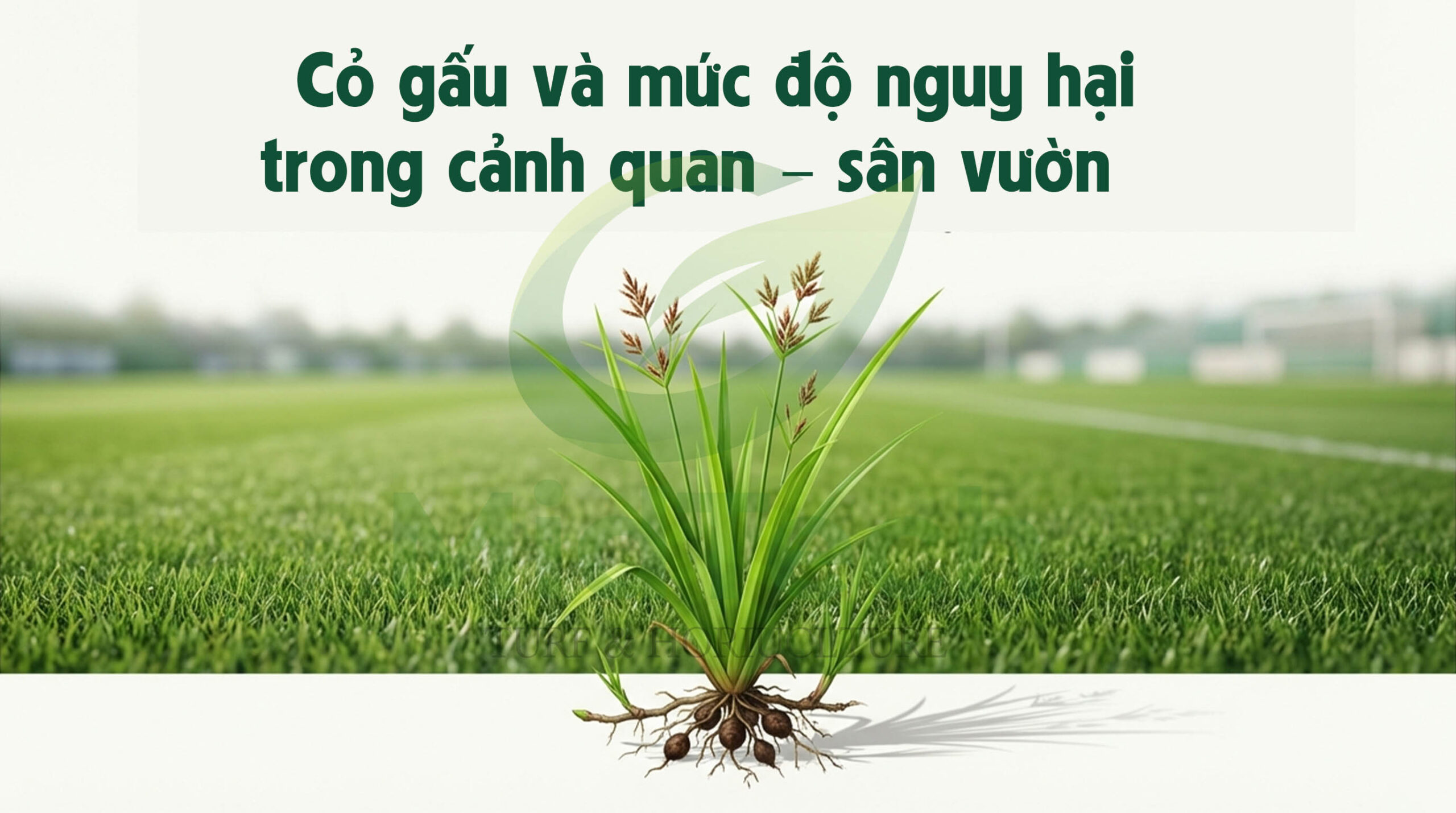 Thuốc diệt cỏ gấu tận gốc Halo Plus - Mức độ nguy hại Thuốc diệt cỏ gấu tận gốc Halo Plus