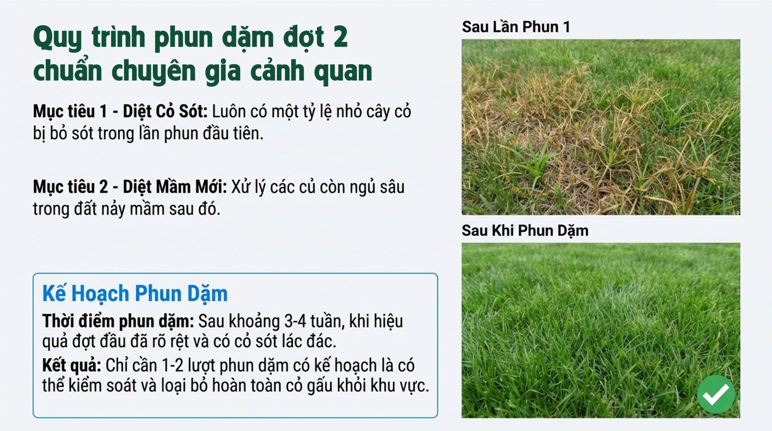 HALO PLUS có diệt được cỏ gấu tận gốc không - Quy trình phun dặm đợt 2