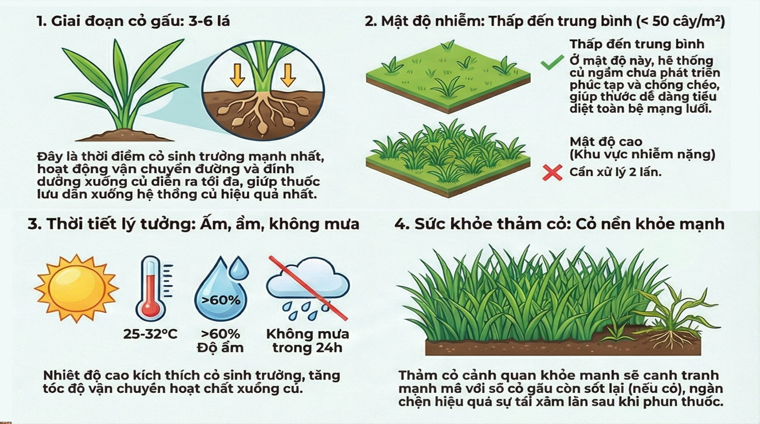 Thuốc diệt cỏ gấu tận gốc - diệt tận gốc ngay lần phun đầu tiên Thuốc diệt cỏ gấu tận gốc - diệt tận gốc ngay lần phun đầu tiên