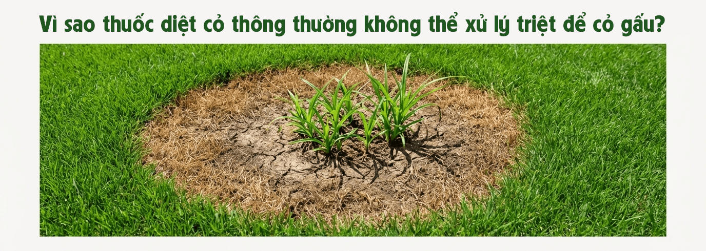 Halo Plus có ảnh hưởng đến cỏ cảnh quan không - Vì sao thuốc diệt cỏ thông thường không thể xử lý triệt để cỏ gấu