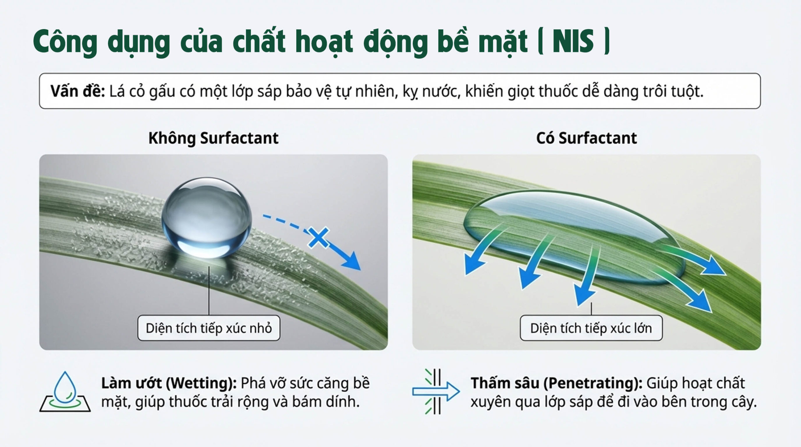 Quy trình pha và phun thuốc cỏ gấu HALO PLUS chuẩn chuyên gia - Chất hoạt động bề mặt