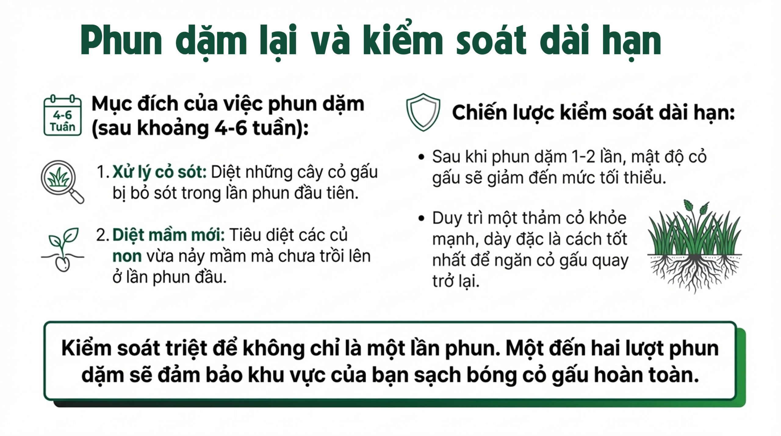 Quy trình pha và phun thuốc cỏ gấu HALO PLUS chuẩn chuyên gia - Phun dặm lại và kiểm soát dài hạn