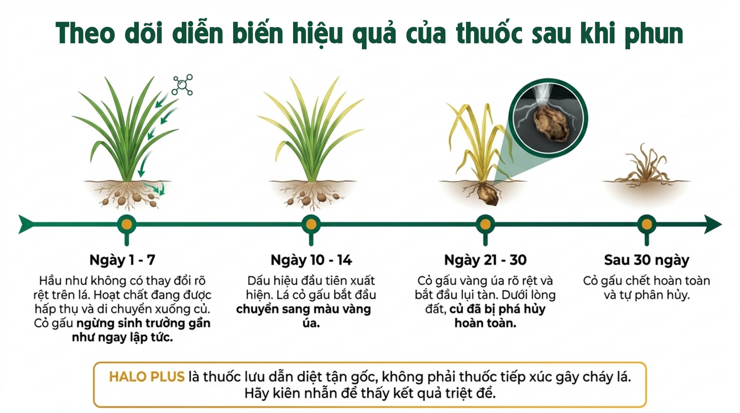 Quy trình pha và phun thuốc cỏ gấu HALO PLUS chuẩn chuyên gia - Theo dõi diễn biến hiệu quả