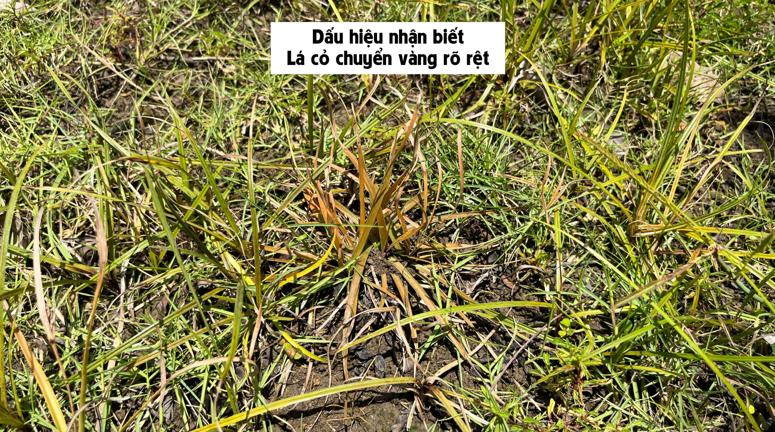 Thuốc diệt cỏ gấu HALO PLUS - Dấu hiệu nhận biết