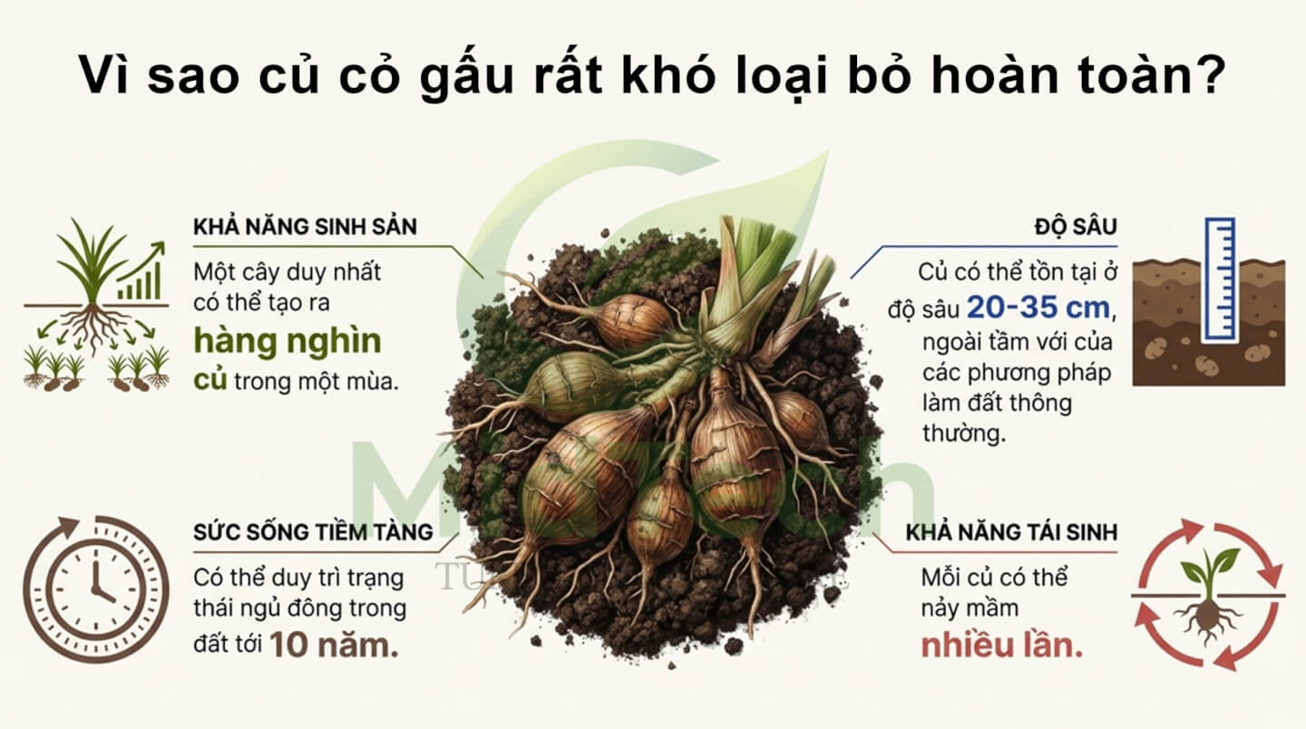 Thuốc diệt cỏ gấu HALO PLUS - Hệ thống rễ