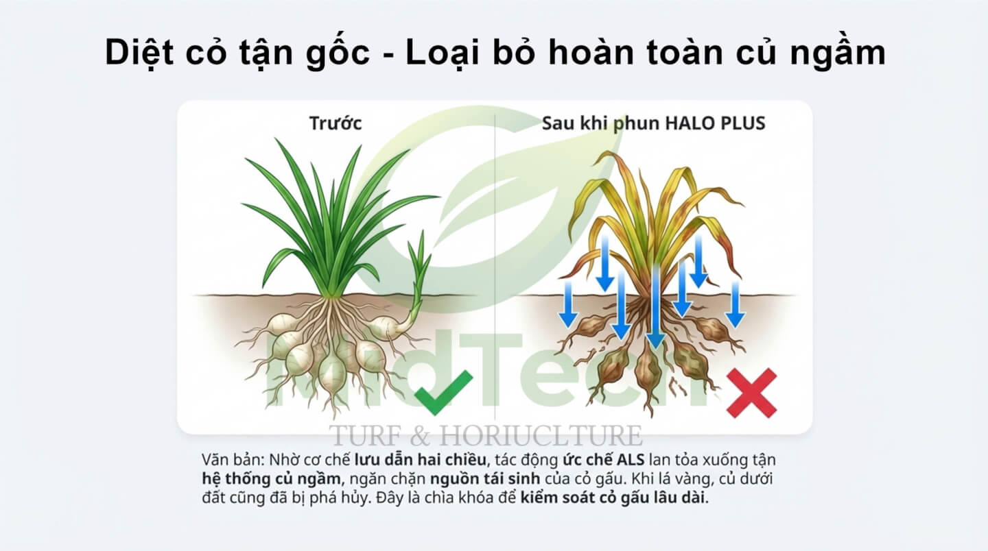Thuốc diệt cỏ gấu HALO PLUS - Hiệu quả 1