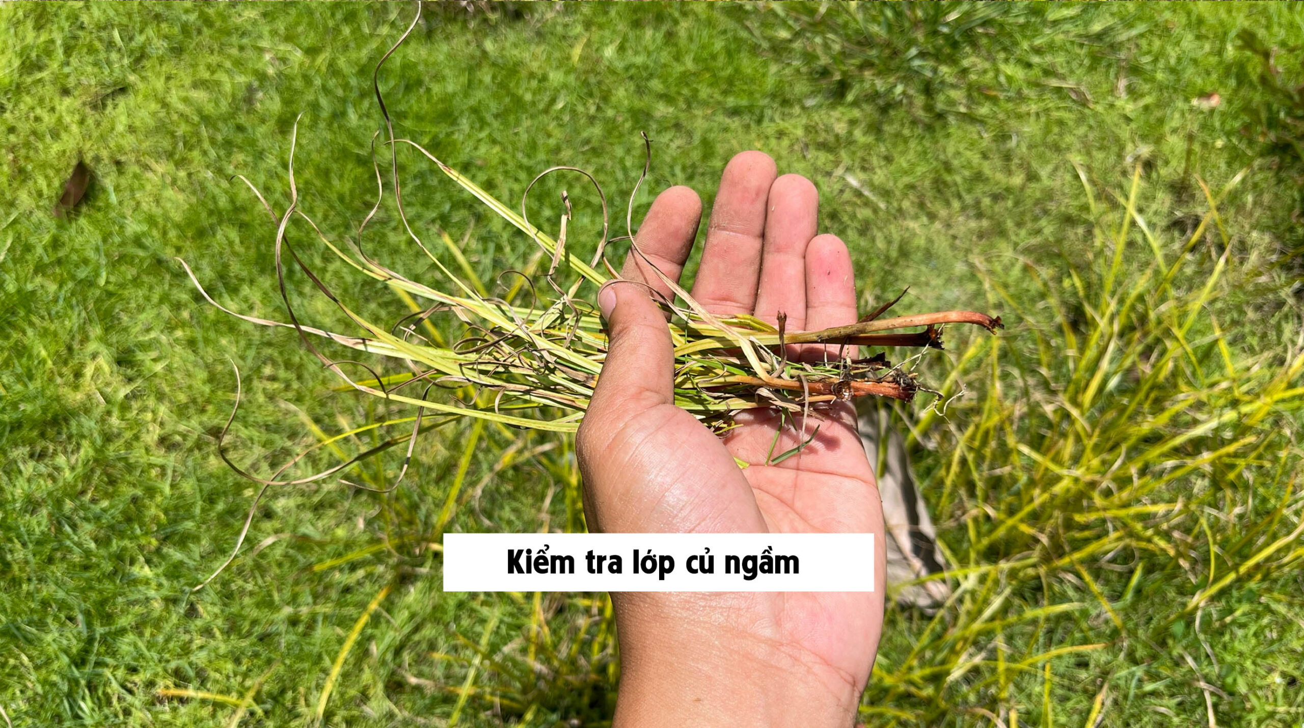 Thuốc diệt cỏ gấu HALO PLUS - Kiểm tra lớp củ ngầm