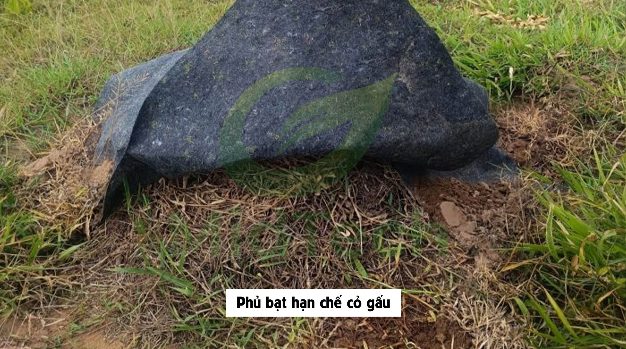 Thuốc diệt cỏ gấu HALO PLUS -Phủ bạt hạn chế cỏ gấu