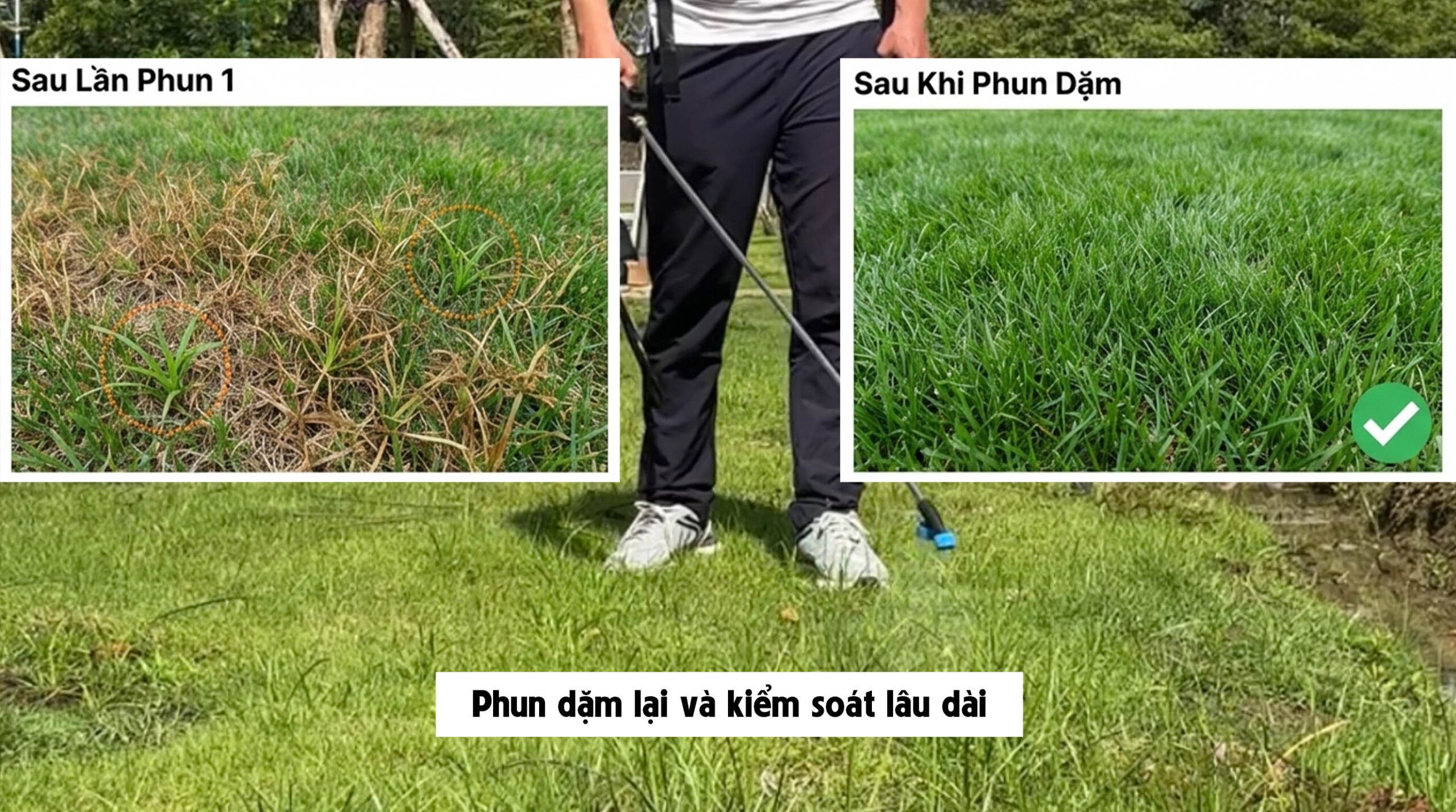 Thuốc diệt cỏ gấu HALO PLUS - Phun dặm lại và kiểm soát lâu dài