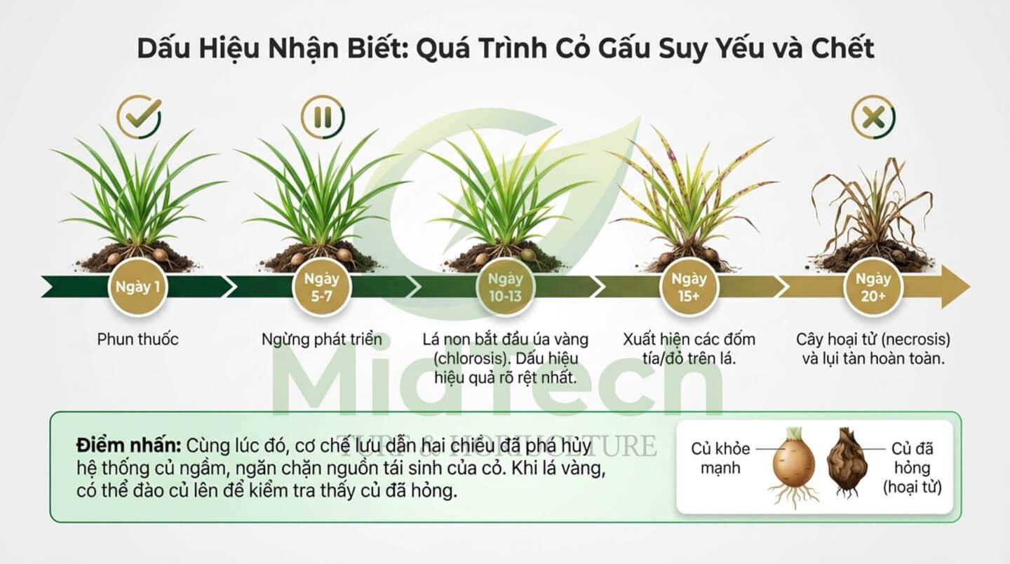 Thuốc diệt cỏ gấu HALO PLUS - Sự ức chế
