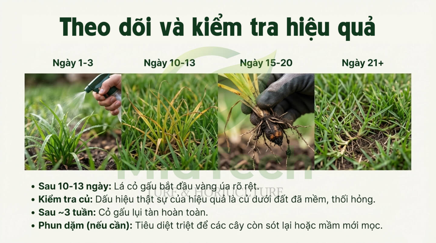 Thuốc diệt cỏ gấu HALO PLUS - THEO DÕI VÀ KIỂM TRA HIỆU QUẢ