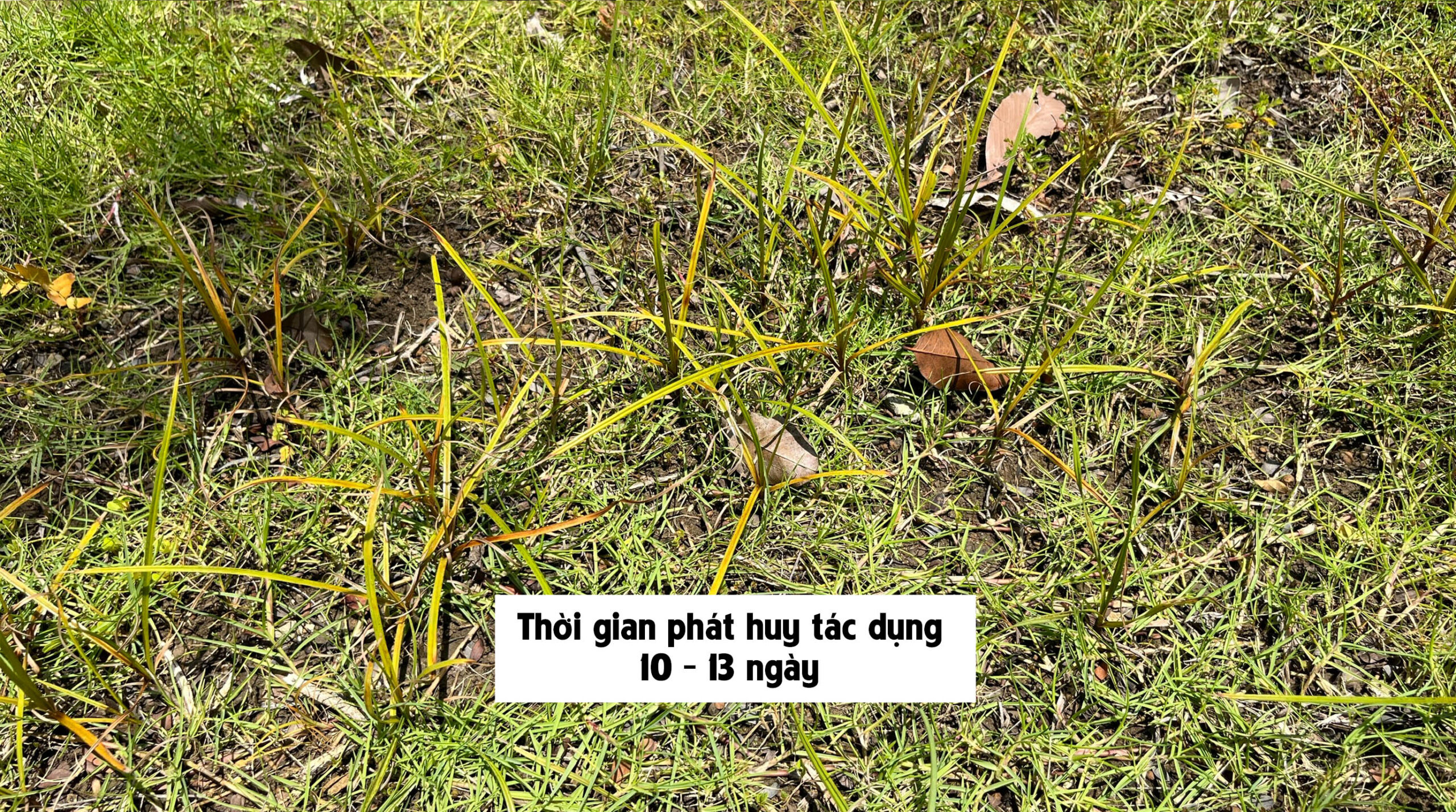Thuốc diệt cỏ gấu HALO PLUS - Thời gian phát huy tác dụng