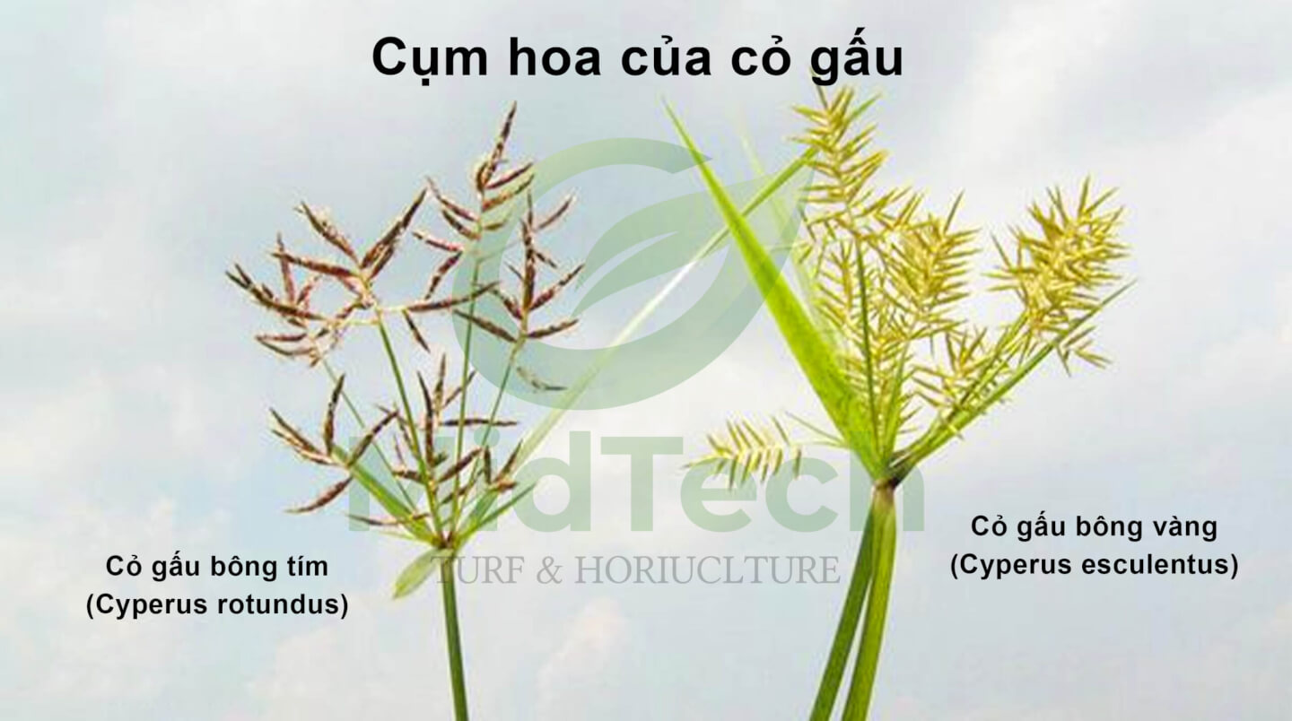 Thuốc diệt cỏ gấu HALO PLUS - cụm hoa