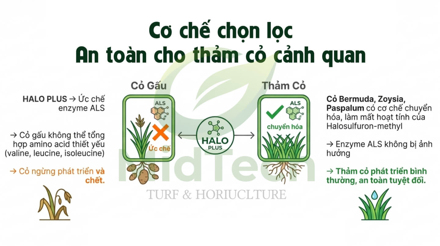 Thuốc diệt cỏ gấu Halo Plus - Cơ chế chọn lọc