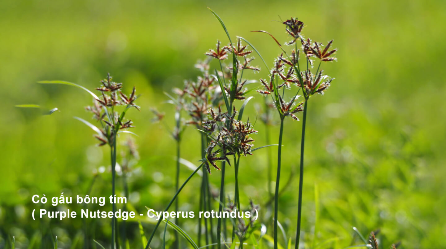 Thuốc diệt cỏ gấu Halo Plus - Cỏ gấu bông tím ( Purple Nutsedge - Cyperus rotundus )