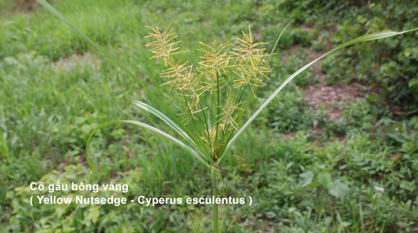 Thuốc diệt cỏ gấu Halo Plus - Cỏ gấu bông vàng ( Yellow Nutsedge - Cyperus esculentus )