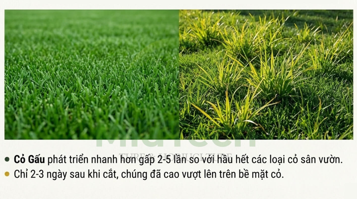 Thuốc diệt cỏ gấu Halo Plus - Diệt cỏ tận gốc, không hại cảnh quan 2