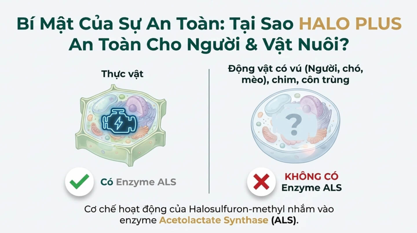 Thuốc diệt cỏ gấu Halo Plus - cơ chế an toàn 1