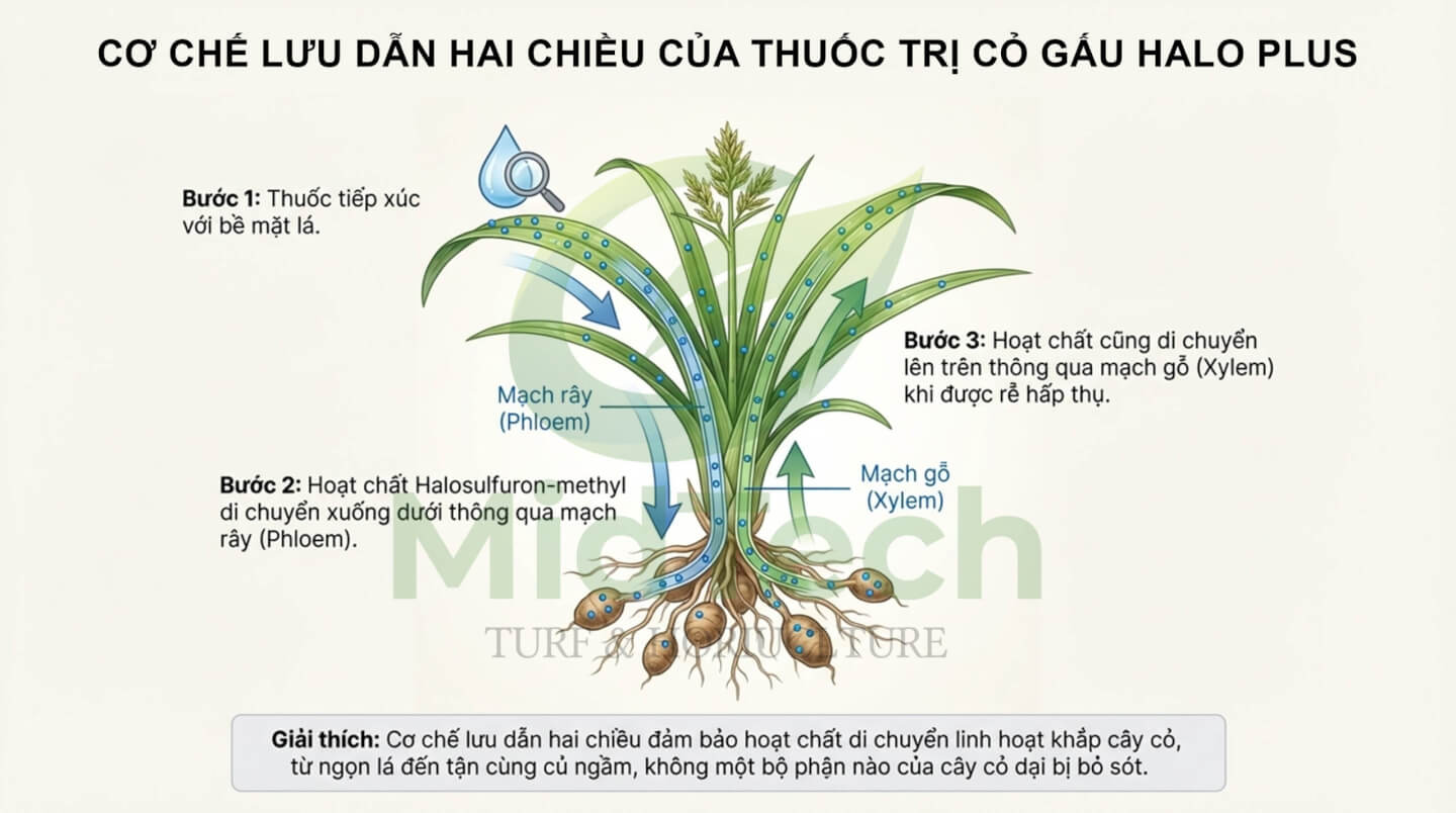 Thuốc diệt cỏ gấu chọn lọc HALO PLUS - Cơ chế hoạt động