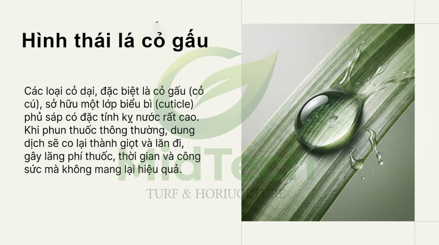 Thuốc diệt cỏ gấu HALO PLUS - Hình thái lá cỏ
