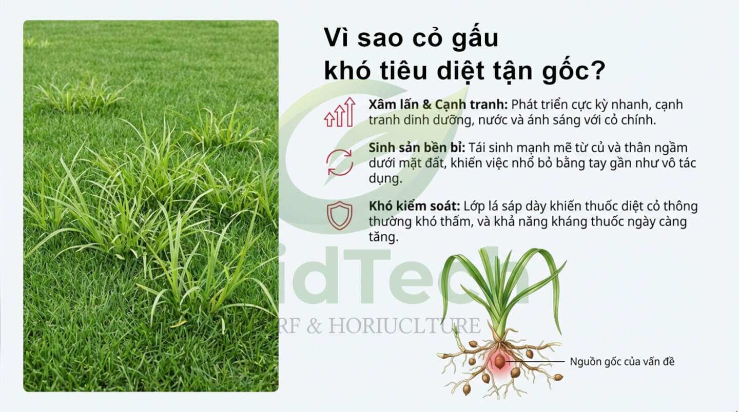 Thuốc diệt cỏ gấu chọn lọc HALO PLUS - vì sao cỏ gấu lại khó tiêu diệt tận gốc