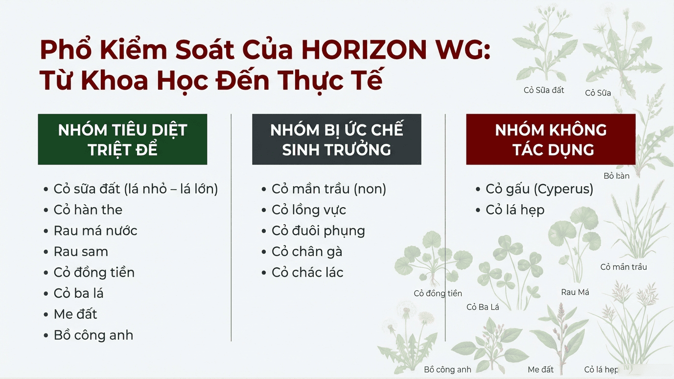 1 Horizon WG diệt được những loại cỏ lá rộng nào