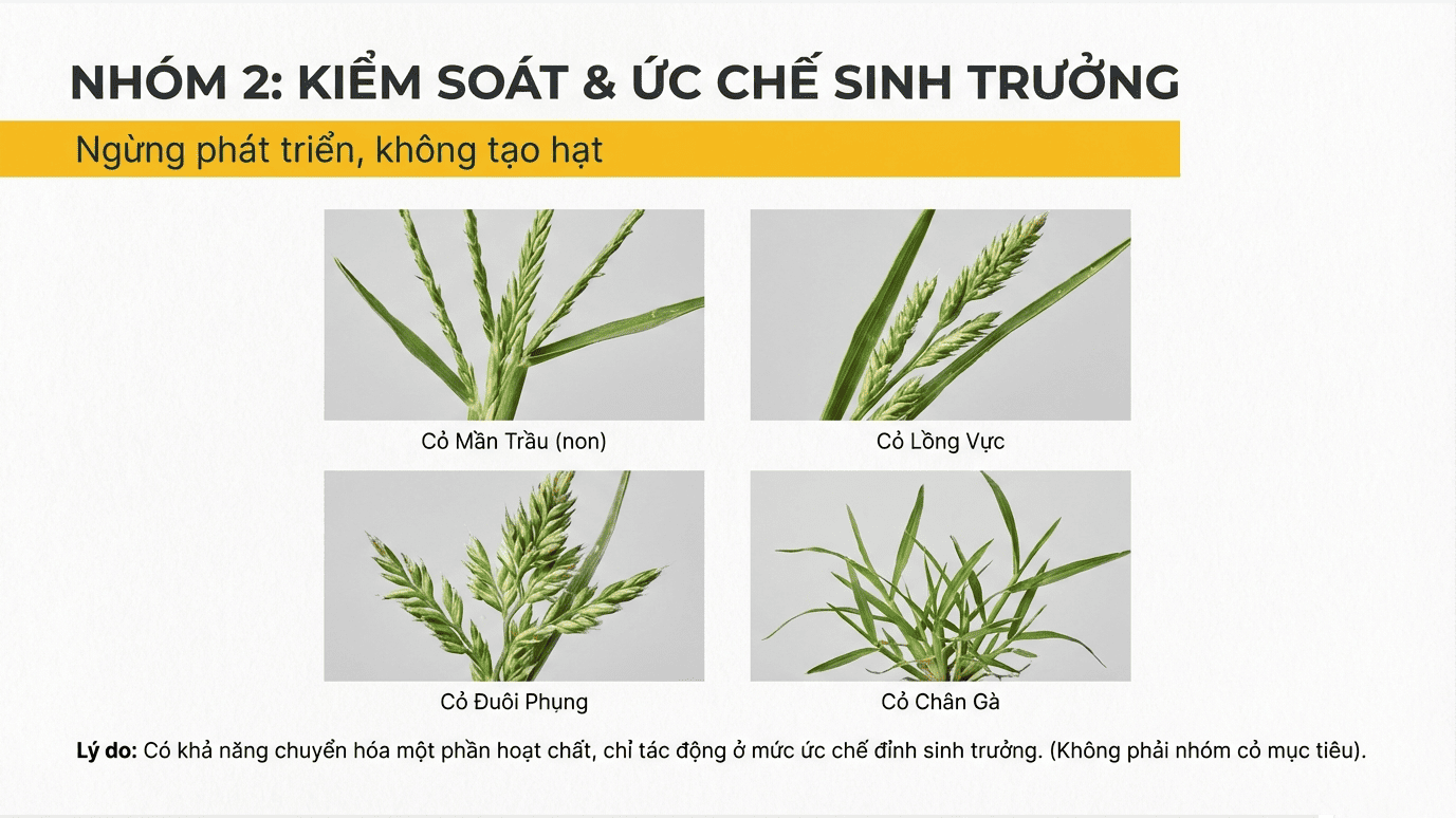 1 Nhóm cỏ dại chỉ kiểm soát, ức chế sinh trưởng