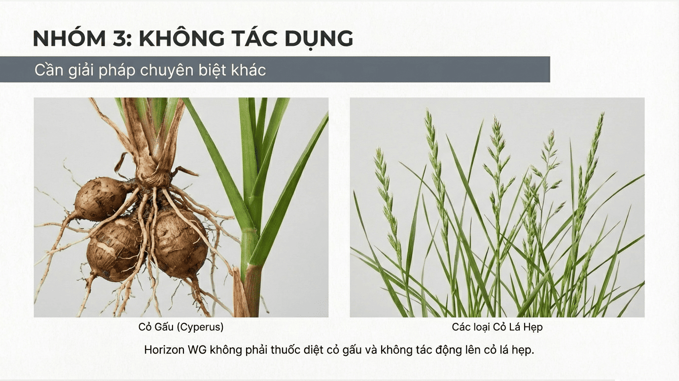 1 Nhóm cỏ dại không có tác dụng