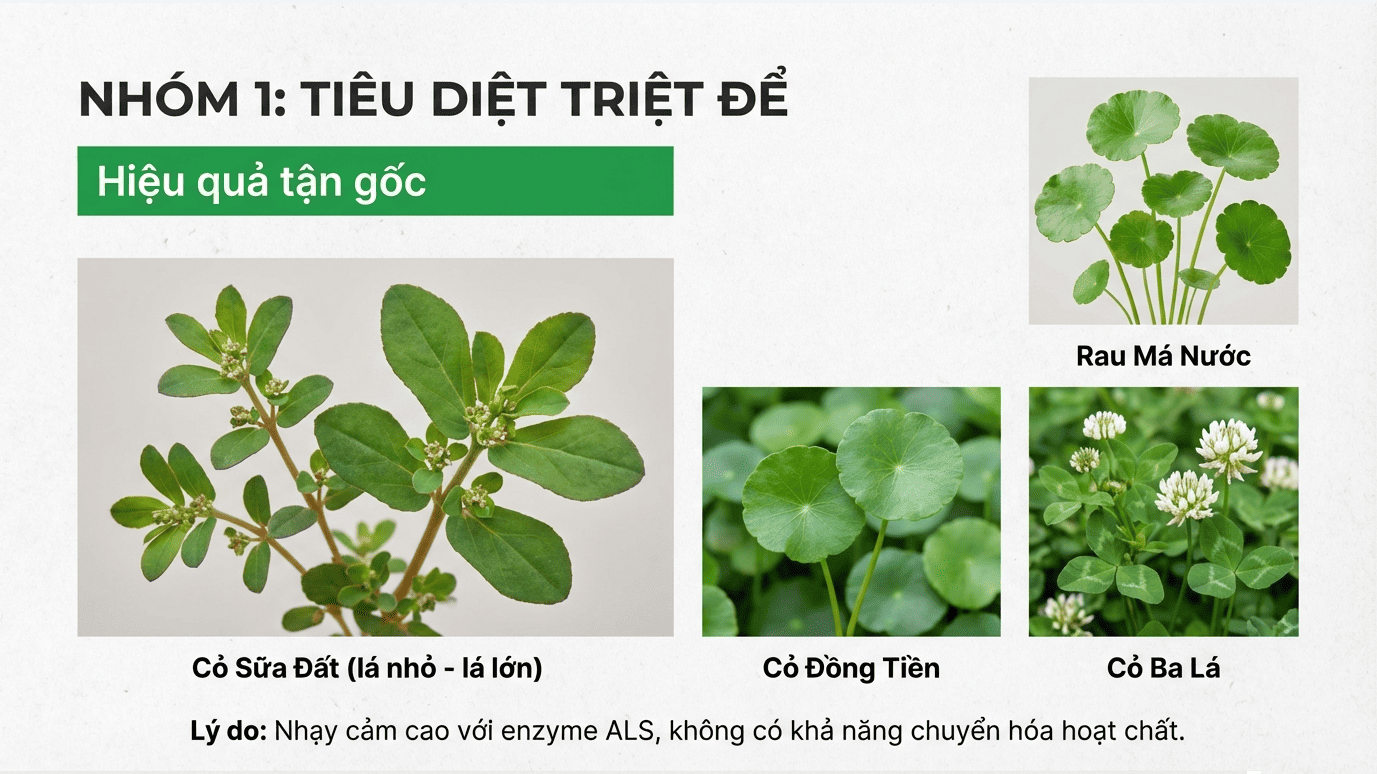 1 Nhóm cỏ dại lá rộng tiêu diệt triệt để hoàn toàn