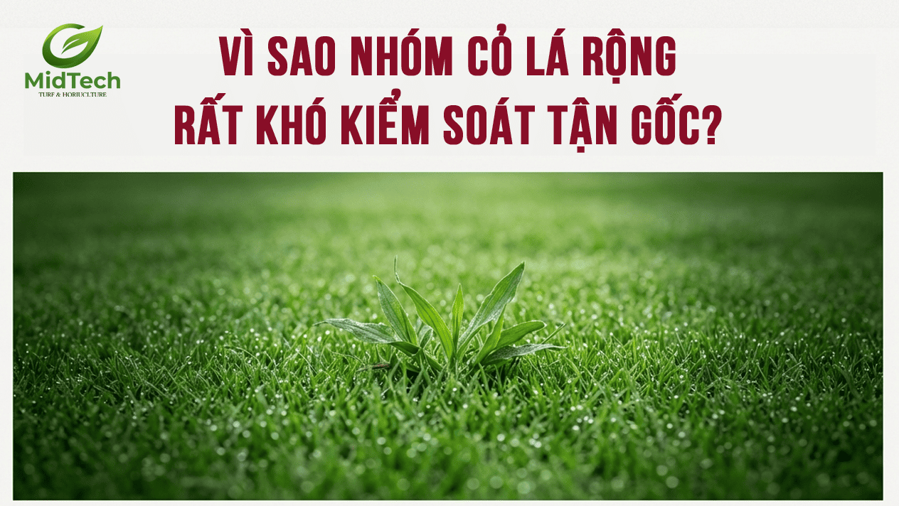 1 Vì sao nhóm cỏ này rất khó kiểm soát tận gốc