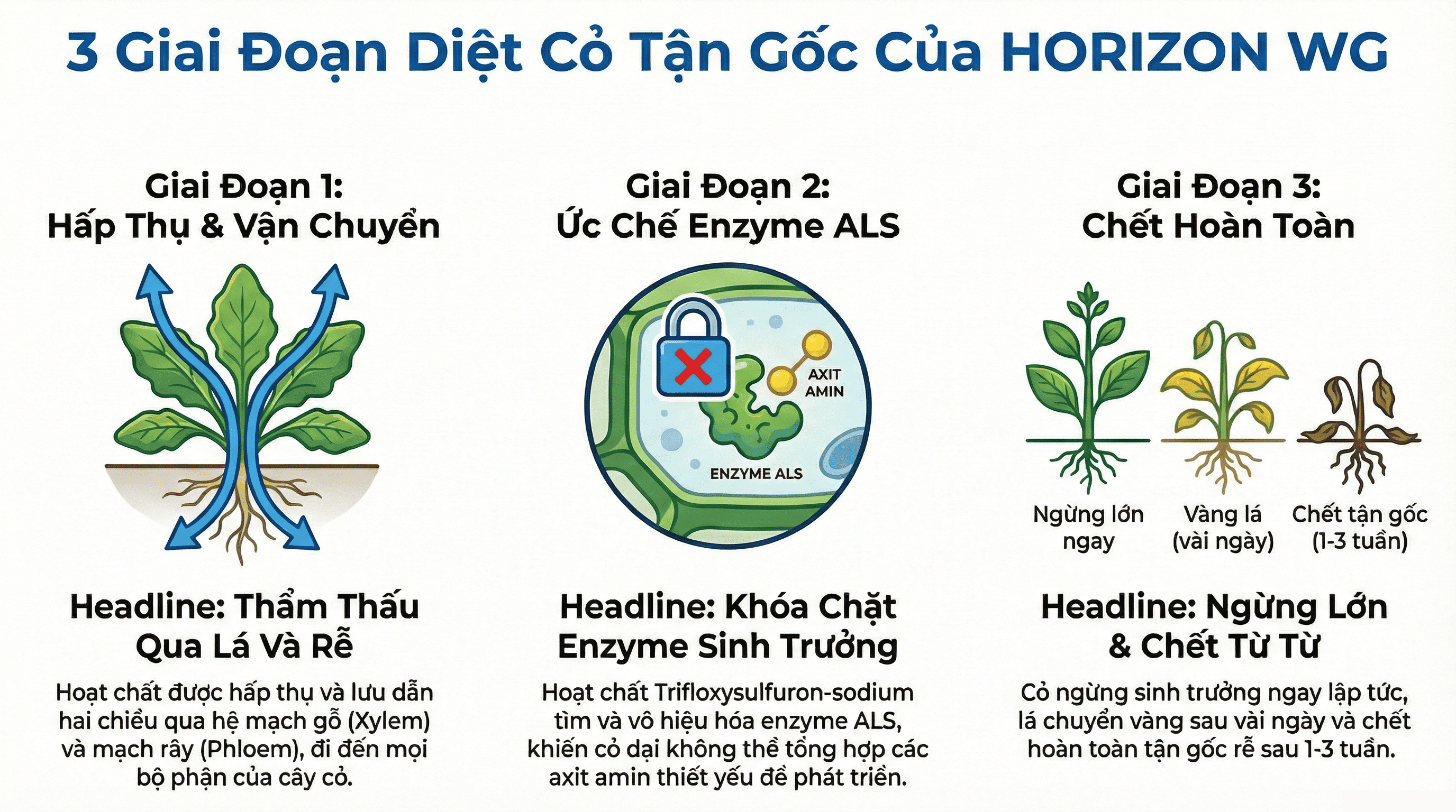 Cơ chế tác động của dòng thuốc diệt cỏ lá rộng Horizon WG Cơ chế tác động của dòng thuốc diệt cỏ lá rộng Horizon WG