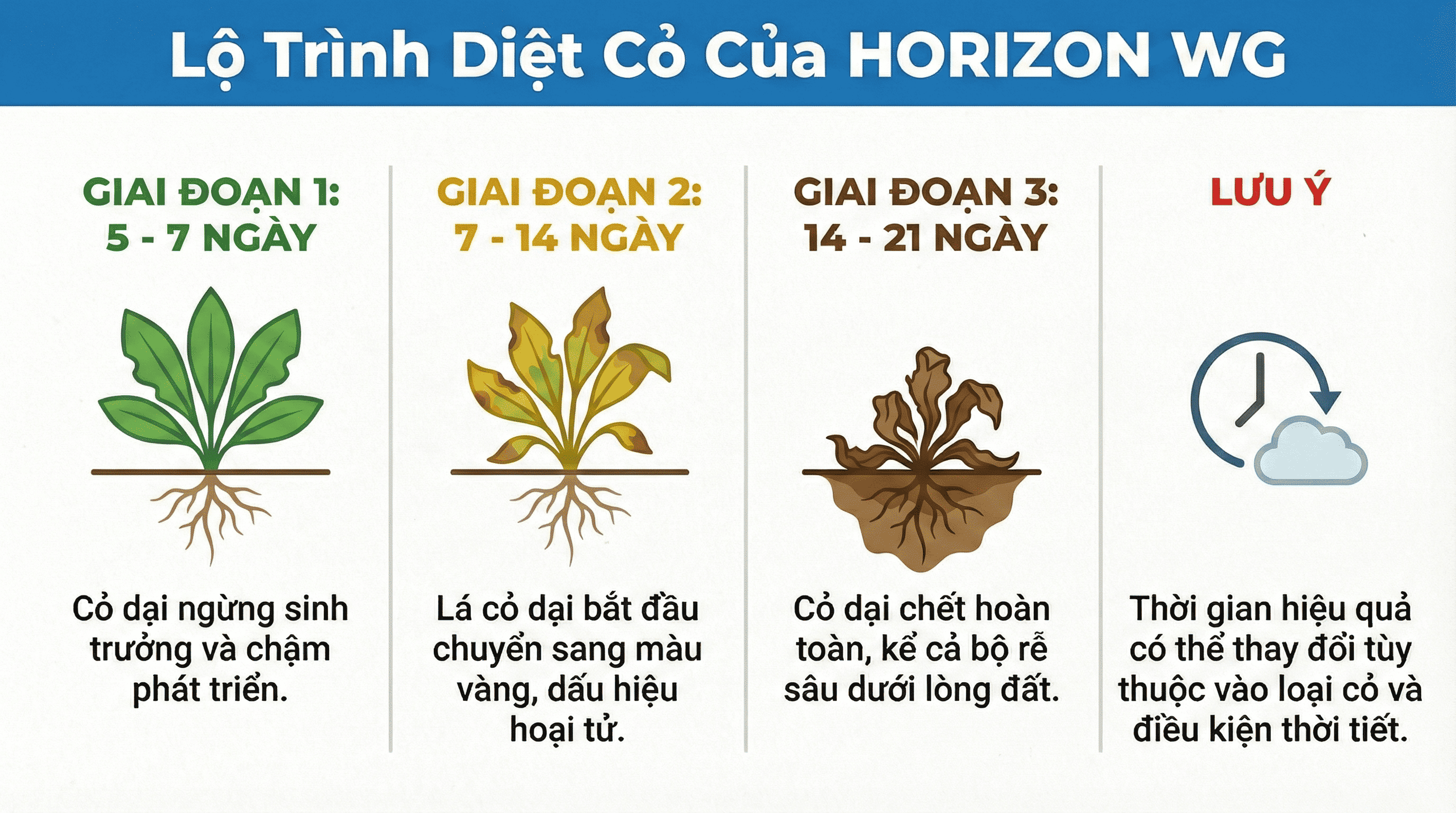 Bao lâu thì thấy hiệu quả sau phun Horizon WG
