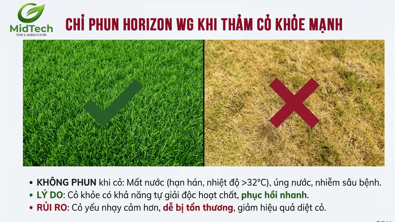 Chỉ phun horizon wg khi thảm cỏ khỏe mạnh