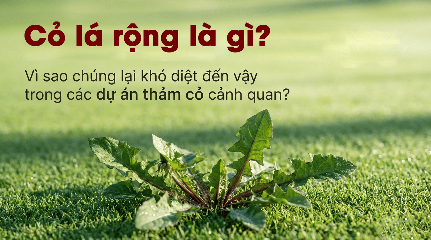 Cỏ lá rộng là gì Vì sao rất khó kiểm soát trong thảm cỏ Cỏ lá rộng là gì Vì sao rất khó kiểm soát trong thảm cỏ