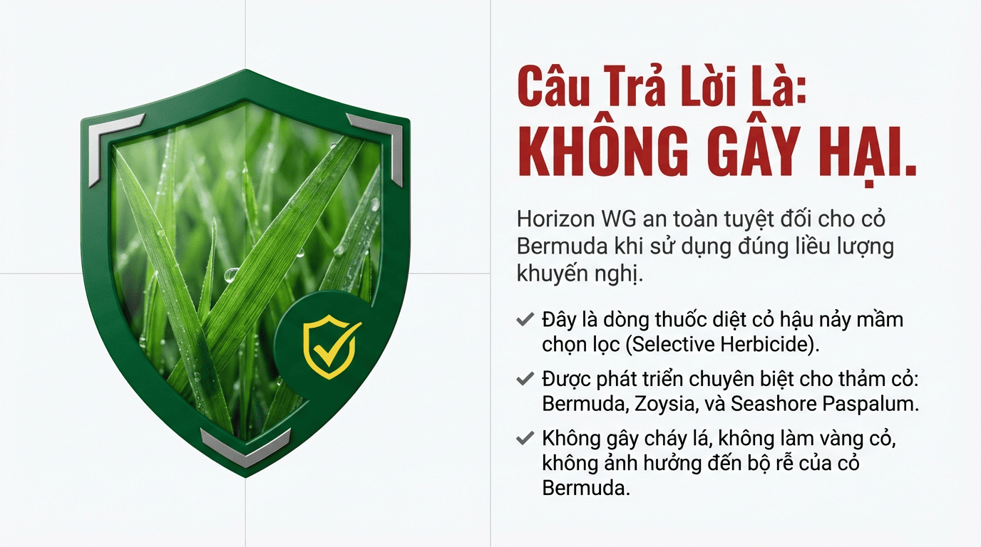 HORIZON WG có ảnh hưởng đến cỏ Bermuda không 2