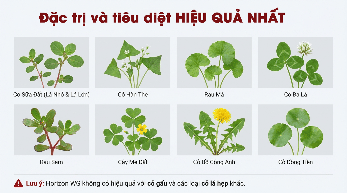 Thuốc diệt cỏ lá rộng Horizon WG diệt được những loại cỏ nào