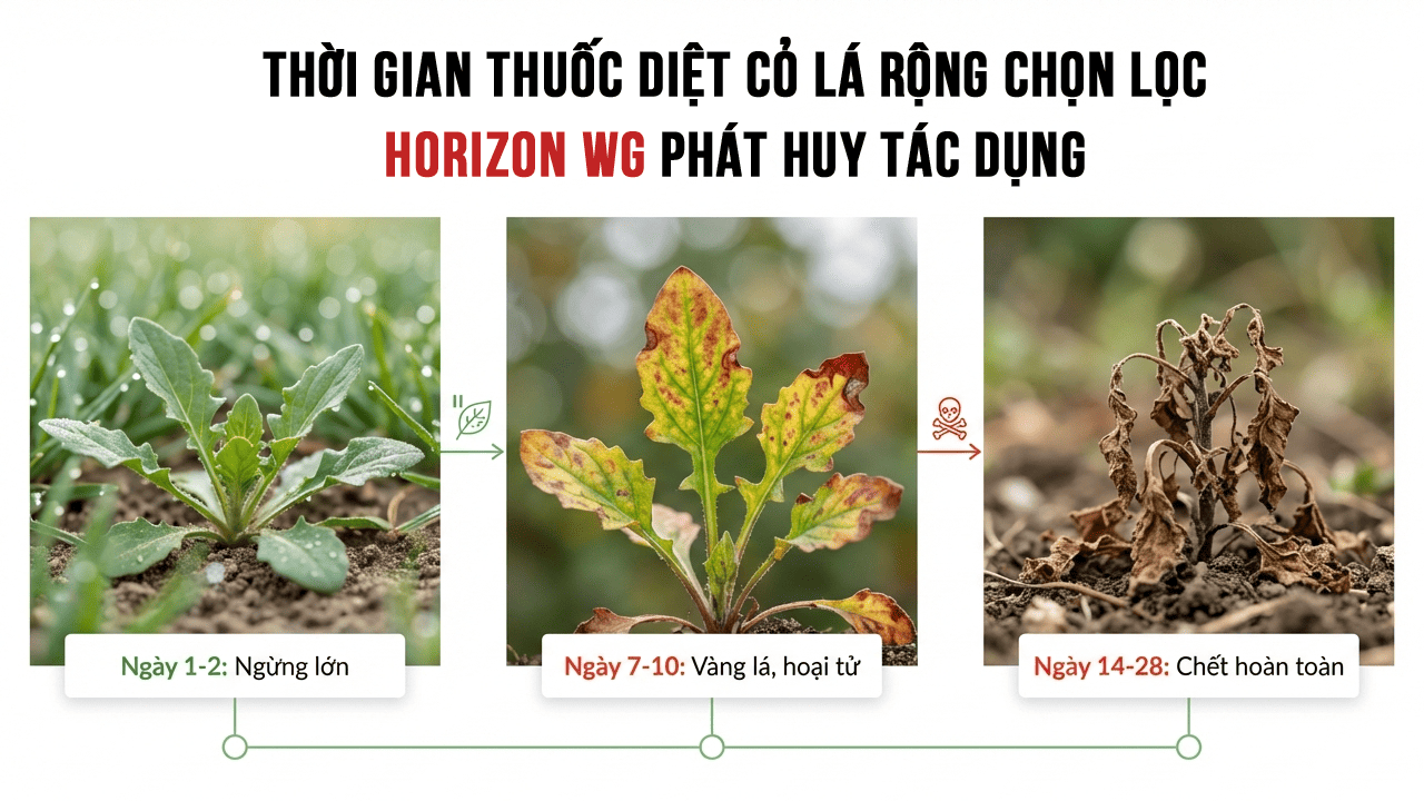 Thuốc diệt cỏ lá rộng chọn lọc là gì 8